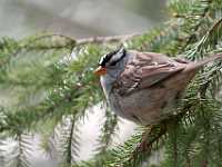 white capped sparrow 8371